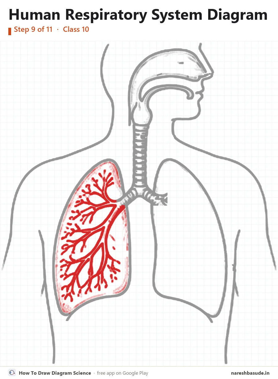 Human Respiratory System diagram drawing, step 9: bronchioles: left lung