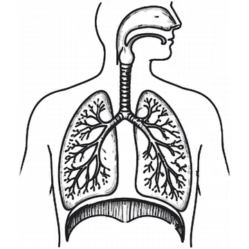 Human Respiratory System diagram