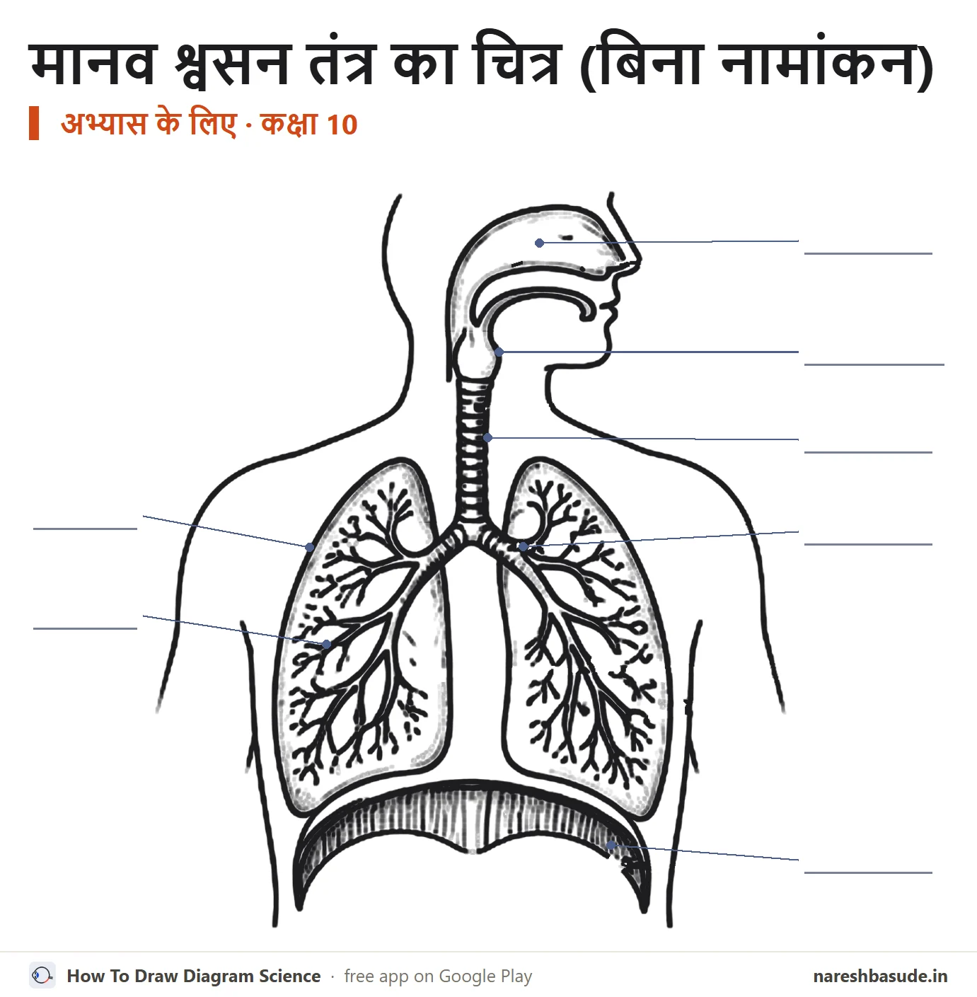 मानव श्वसन तंत्र का बिना नामांकन वाला चित्र, अभ्यास के लिए