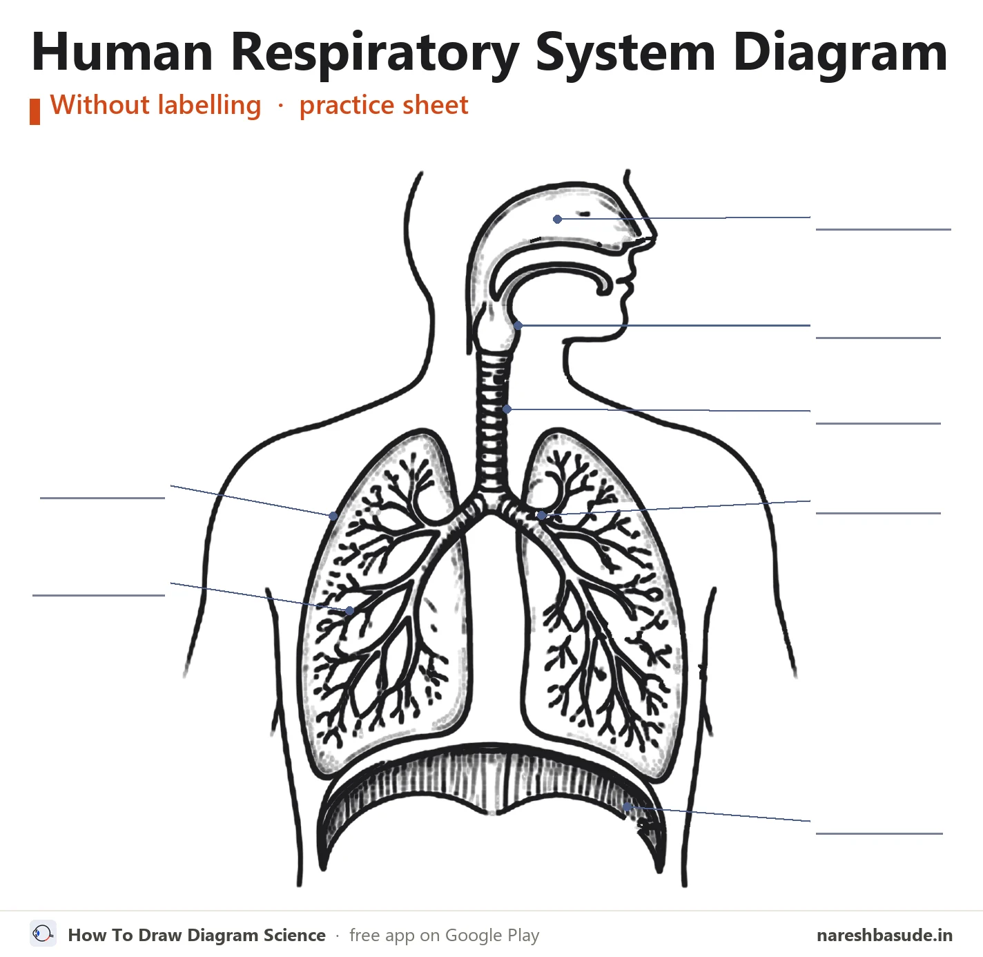 Human Respiratory System diagram without labelling (unlabelled), for practice