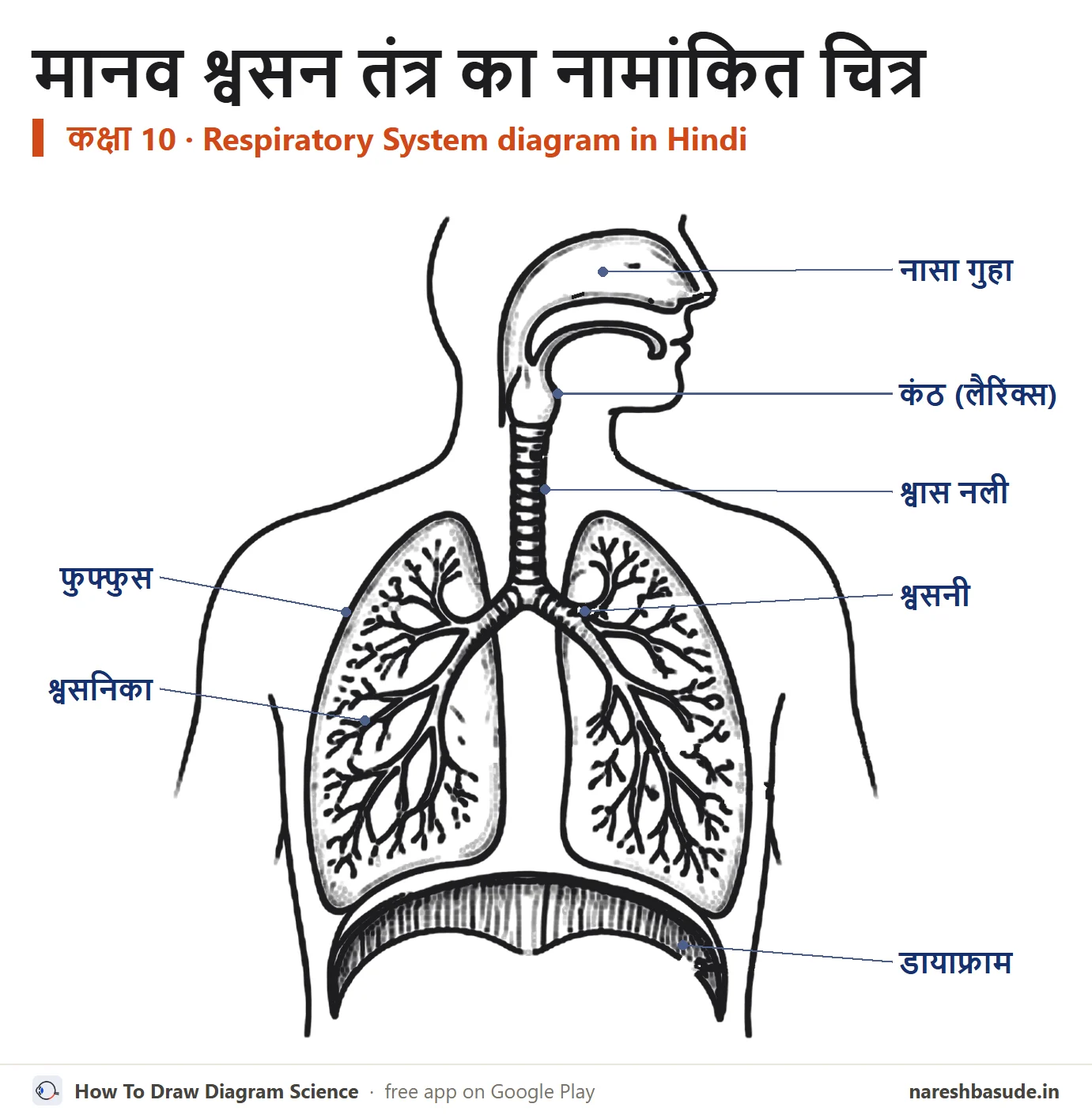 मानव श्वसन तंत्र का नामांकित चित्र, सभी भागों के नाम हिंदी में