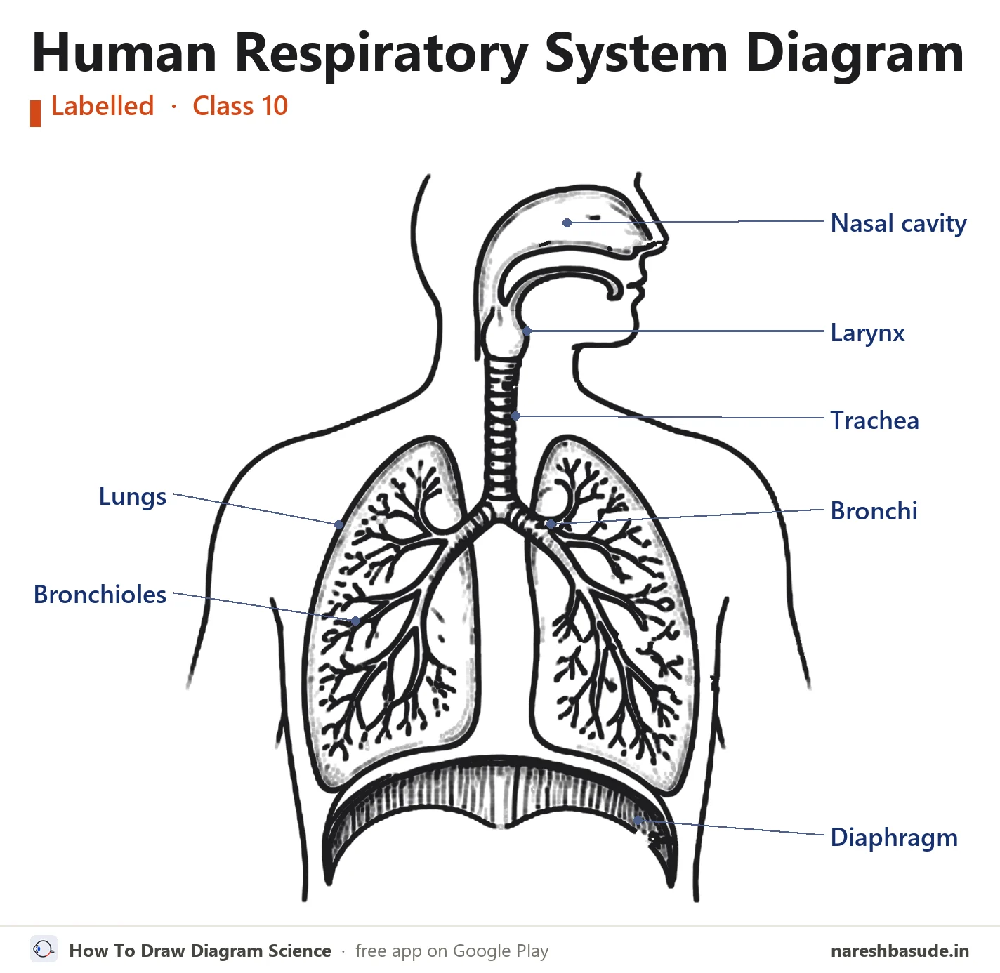 Labelled human respiratory system diagram